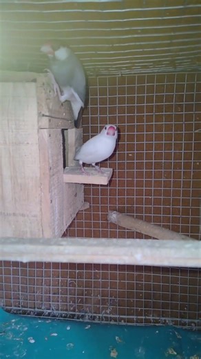 Java birds ||piyar #hazratalinefarmayaqayamatkinishaniyan