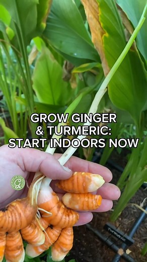 Angela Judd • Desert Gardener • Education on Instagram: "Growing ginger and turmeric is easier than you think—start them indoors now to get a head start. • Cut or break rhizomes into pieces, each with a few “nodes.” • Let them dry for a day or two. • Soak in water + some hydrogen peroxide (prevents mold). • Keep them warm & damp (in a plastic bag with a damp towel or in soil with a humidity dome). • Look for sprouts within 1–3 weeks for ginger and up to 1 month for turmeric. • Discard any soft o