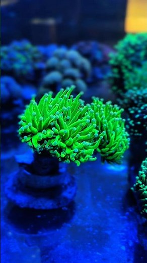 🔥 Stunning Torch Coral in Full Flow | Must Have Reef Beauty 🌊