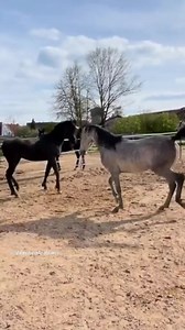 💕☆ Vollblutaraber Hengst Chaos 😲☆💕 #hengst #hengste #araberhengst💕☆Arabian Stallion Chaos 😲☆💕 #stallion #stallions #arabianstallion⠀⠀⠀⠀⠀⠀⠀⠀⠀⠀⠀⠀⠀⠀⠀⠀⠀⠀⠀⠀⠀⠀⠀⠀⠀⠀⠀⠀⠀⠀⠀⠀⠀⠀⠀⠀⠀⠀⠀⠀⠀👉👉👉 Tips & Infos:˜”*°•💕☆ 𝒉𝒕𝒕𝒑𝒔://𝒘𝒘𝒘.𝒗𝒂𝒍𝒆𝒏𝒕𝒊𝒏𝒂-𝒂𝒓𝒂𝒃𝒊𝒂𝒏𝒔.𝒅𝒆/𝒔𝒆𝒓𝒗𝒊𝒄𝒆/ ☆💕•°*”˜⠀⠀⠀⠀⠀⠀⠀⠀⠀⠀⠀⠀⠀⠀⠀⠀⠀⠀⠀⠀⠀⠀⠀⠀⠀⠀⠀⠀⠀⠀⠀⠀⠀⠀⠀⠀⠀⠀⠀⠀⠀Das Pferde-Video zeigt unsere Vollblutaraber Hengste Miraj & Khalid. Manchmal geben sie ganz schön Gas… 😲 The horse video shows our Arabian stallions Miraj & Khalid. 