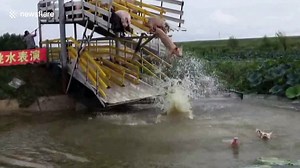 Farmer keeps pigs fit by forcing them to dive 10-foot  into lake