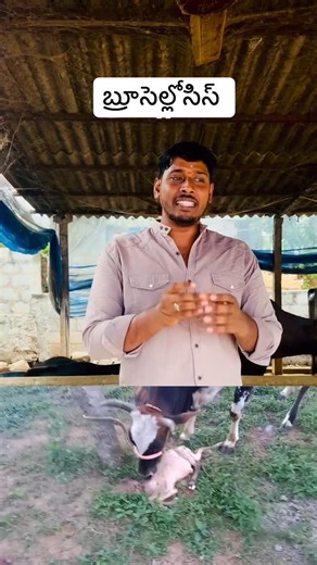 dairydiaries81023 on Instagram: "బ్రూసెల్లోసిస్ #brucellosis #cow abortion#buffelo abortion ###trendingreelsvideo #AnimalCare #VetInHyderabad #VetInSuryapet #VetInKhammam #TeluguFarmers #DairyFarming Telugu #TelanganaFarmers #AndhraFarmers #TeluguVets #CowHealth #BuffaloCare #OrganicDairyFarming #VetTips #AnimalNutrition #FarmAnimalCare #MilkProductionTips #dairyfarming #agriculture #suryapet #khammam #hyderabad_diaries #andhrapradesh"