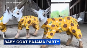 Farm in Cumberland, Maine holds pajama party for flock of baby goats
