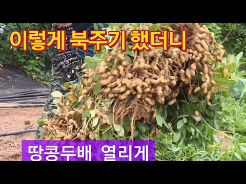 땅콩수확 특별한 북주기 했더니 #땅콩한포기200개#땅콩수확시기#땅콩농사#텃밭주인#주말농장#도시농부
