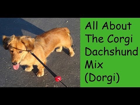 All About The Corgi Dachshund Mix (Dorgi)