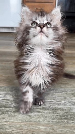 15K views · 151 reactions | When spring cleaning turns into laying on the kitchen floor taking videos of your cats instead 路‍♀️. #daddydaughter #mainecoon #mainecooncattery #mainecoonsofinstagram #mainecoonlovers #mossycottagemainecoons #mainecoonlife #kittensofinstagram #mainecoonkitten #mainecoonhouse #mainecoongram #treandingreels #kittensdaily #mainecoonoftheday #mainecooncats #pedigreecat | Mossy Cottage Maine Coons | Facebook