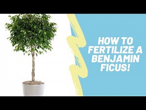 How To Properly Fertilize Your Ficus Benjamina / Benjamin Fig