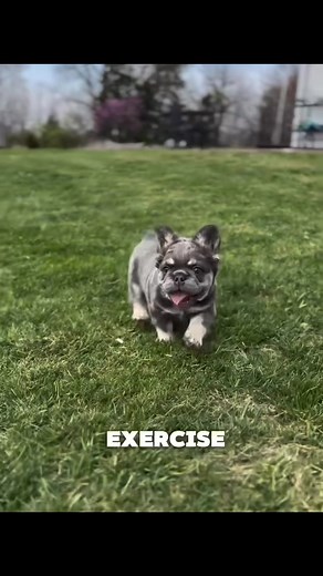 1.9K views · 20 reactions | Everything to know about French bulldogs in under 30 seconds! For more information on our Frenchie puppies, visit our group: French Bulldog Companion For Adoption And Rehoming #frenchielove #frenchielife #HappyPuppyVibes #creamfrenchbulldog #puppyplaytime #frenchiegram #frenchbulldog #puppies #frenchiepuppy #frenchbulldogs #life | Jayden Lucas Barraza French Bulldog | Facebook