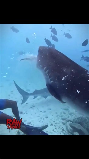 Tiger sharks don't just bite, they saw! 🦈 With an estimated bite force of over 700 pounds (325 kg) and uniquely serrated teeth, these ocean predators are built to slice. Watch here as one effortlessly tears through a massive tuna! Seriously, they can saw right through bone and even turtle shells. A true apex predator. | Raw and savage.