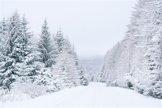 It may get so cold that trees could explode in the Upper Midwest this weekend