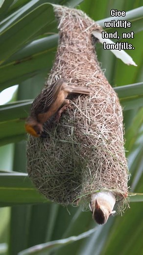 Together they build, together they belong 🌿🕊️ Every thread they weave is a promise of protection, warmth, and new beginnings. Their unity turns simple grass into a living masterpiece. #WeaverBirds #NestBuilders #BayaWeaver #NatureEngineering #birdnest #wildlife | Go Green Forlife
