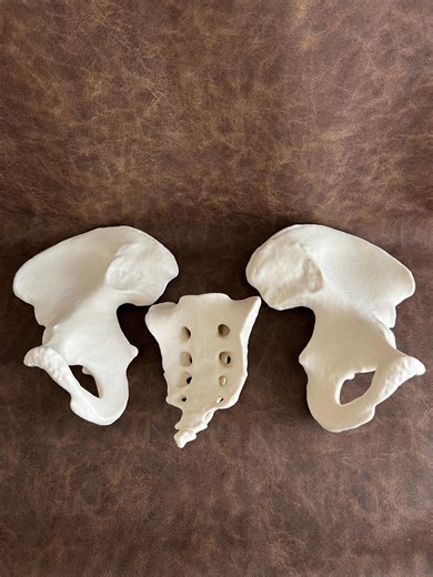 Human Pelvis-male, Life Size Anatomical Model 3D Print From CT - Etsy