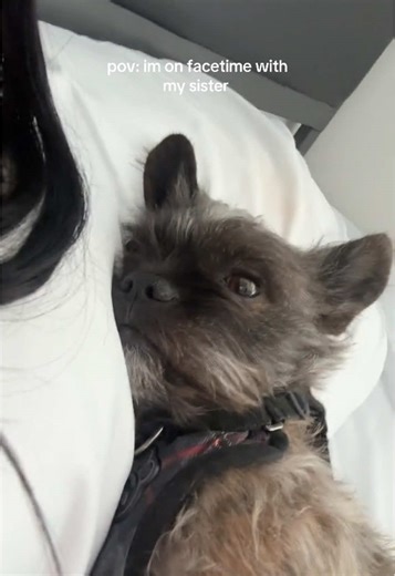 Funny Dog FaceTime Moment with My Sister