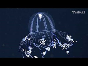 World Ocean Day | The remarkable animals of the deep midwater