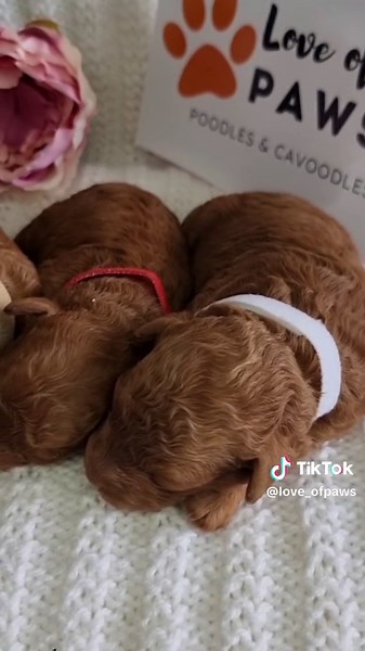 Adorable Newborn Toy Poodle Puppies Available in Sydney
