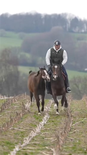 Bald ist es wieder soweit #horse #equestrian #horseriding #riding