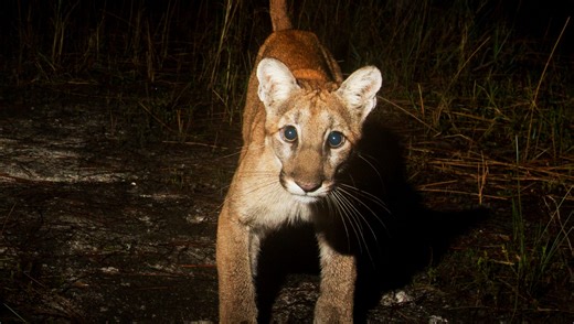 Panther pangs: How I may have contributed to the demise of our state animal