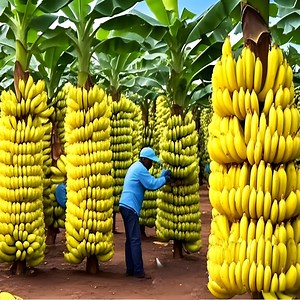 How to propagate banana tree from banana fruit with 100% success | Tree Garden