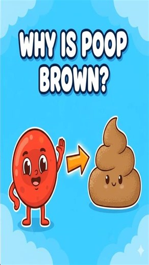 “Why Does Poop Look Brown? | Fun Kids Science Explained!”