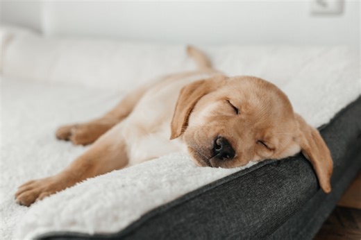 Yellow Lab Puppy Finds the Cutest Place to Nap in the Middle of a Renovated Kitchen Mess