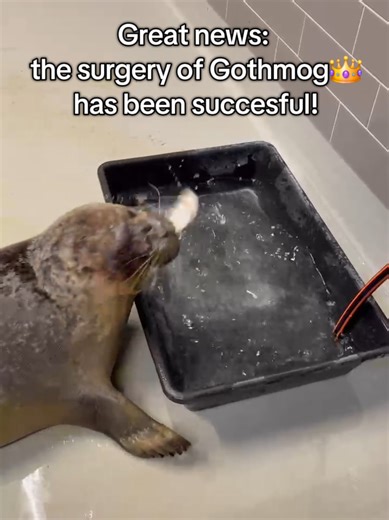 Thank you for wishing seal Gothmog👑 well! This is an update on her recovery from the surgery #brunomars #commonseal #treasure #zeehondencentrumpieterburen #gothmog