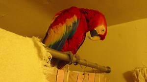 2.2K views · 189 reactions | Before I started to record she was brushing her beak with her claw while I was brushing my teeth. She doesn't need a toothbrush to join me in brushing my teeth. I gave her a child's toothbrush once and she threw it at me. She just likes to imitate me, she doesn't need props to do it. | Bandit the Scarlet Macaw | Facebook