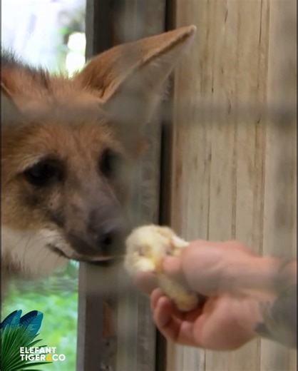 88K views · 1.5K reactions | Beim Faultier-Nachwuchs wird eine grundlegende Frage gestellt und die Mähnenwölfe sollen die Scheu vor den Ameisenbären besiegen – in der neuen ETC-Folge ... ▶️ mdr.de/s/etc1145 | Elefant, Tiger & Co | Facebook