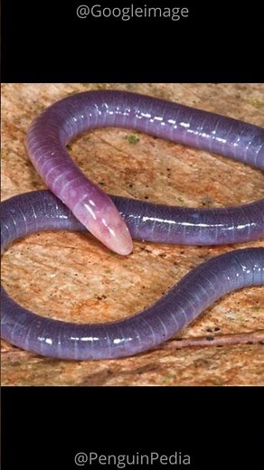 Atretochoana AKA The Penis Snake! 🐍🐍