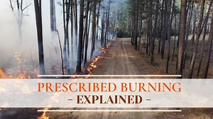 3.2K views · 71 reactions | Prescribed burning is a land management...