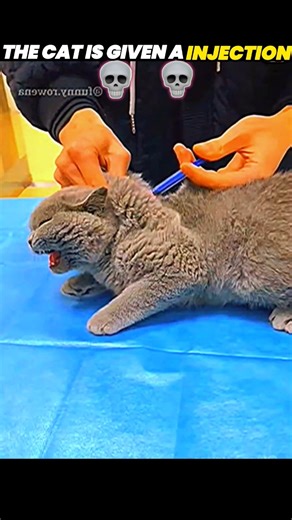 angry cat vs dog #cat #animals #wildlife #youtubeshorts #shorts #trending