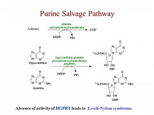 Biosynthesis of Nucleotides: Salvage Pathway and MCQs for GPAT, NEET UPSC, CSIR NET Exam - Gpatindia: Pharmacy Jobs, Admissions, Scholarships, Conference,Grants, Exam Alerts