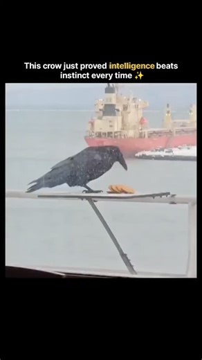 S C I E N C E on Instagram: "The post shares a 31-second video of a crow on a seaside railing stacking four round cookies vertically in its beak before flying off, demonstrating quick problem-solving to maximize food transport without dropping any. Corvids exhibit intelligence comparable to young children; a 2019 peer-reviewed study in Current Biology showed New Caledonian crows using mental templates to bend and combine tools for multi-step tasks, supporting claims of their advanced causal reas