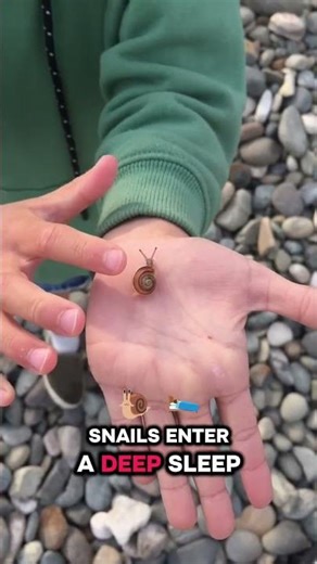 Nature’s Longest Sleep Will Shock You #youtubeshorts #animalfacts #didyouknow #facts