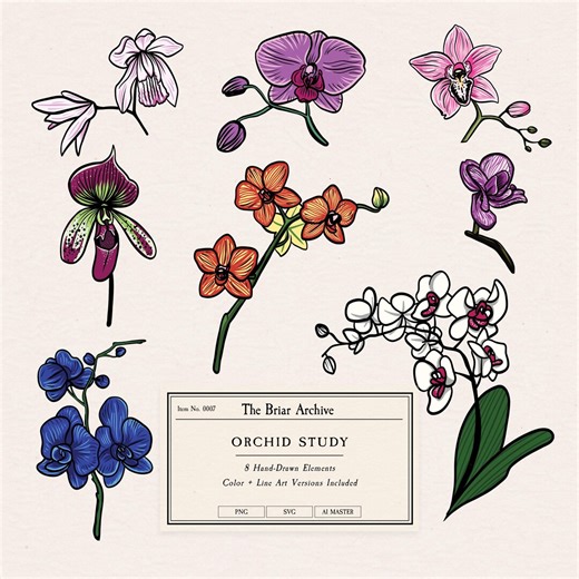 Orchid Vector Clipart Set Botanical SVG PNG AI Files Floral Illustration Hand Drawn Commercial Use - Etsy
