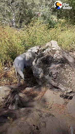 Woman Rescues 10 Tiny Puppies From A Rock Cave part1 Part2 Watch the full video here:https://shelterus.nataviguides.com/?p=7717 | Hope in Every Paw