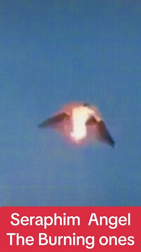 Seraphim Angel | The Burning Ones