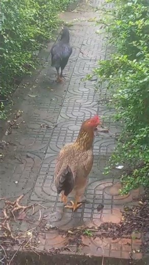 2025, Eating – Chicken Life in Sre! 🐓|👍 Like |🔔Subscribe | 💬 Comment | KHSreFarmer