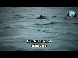 Dolphin Communication Explained: Signs of a Complex Language