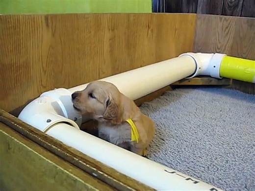 Golden Retriever puppy howling!!!