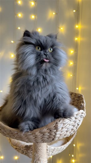 “Feed me peasants!” 👅😹 We found a new hydrolysed food for Queen B and she acts like it’s a treat! 😅 It’s lovely for her to have something a little different that still meets her dietary requirements (to keep her condition in check) 🤩 | Bobbie the Persian