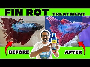 Fin Rot Treatment for Fishes || API Melafix