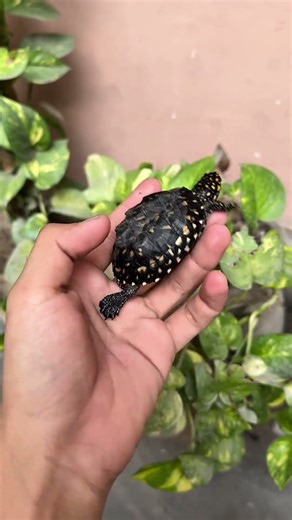 Turtle 🐢 House - END #turtle #DIY #minivlog