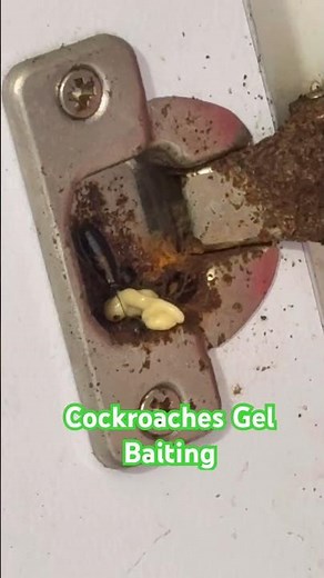 How Cockroach Gel Bait Works | Step-by-Step Guide