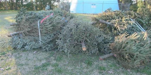 Christmas tree recycling schedule slated