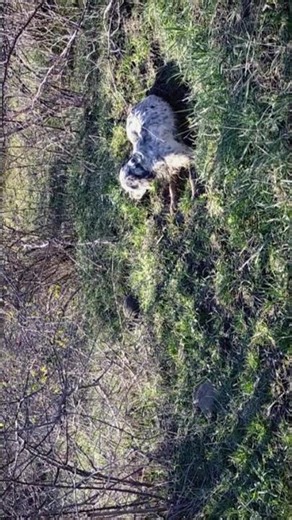 Setter Inglese la vecchia "Fura".
