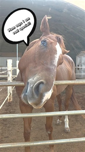 When your horse is real special... You need to get a camera to monitor him when you cant be there.