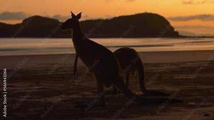 Wild wallaby and kangaroo feeding on a sandy beach at Cape Hillsborough National Park, Queensland at sunrise. Cinematic nature documentary of a scenic tourist attraction animal family fighting. 4K.