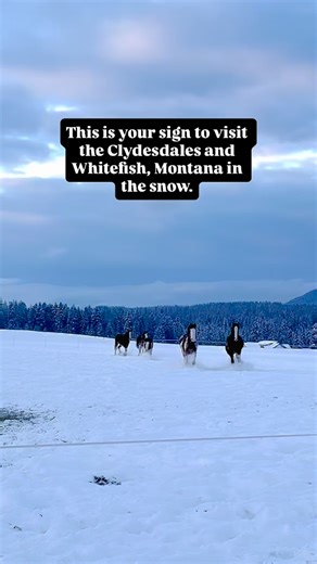 This is your sign to visit the Clydesdales and Whitefish, Montana in the snow. | Clydesdale Outpost