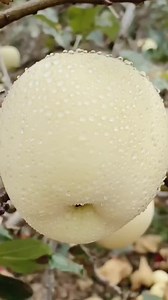 7.1M views · 22K reactions | The white one is my favorite ❤️ #fruitlover #fresh #fruit #farm #trending #apple | Kitten | Facebook