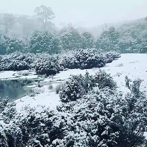 WOW... what an experience. A winter wonderland this week at Cradle Mountain thanks to Rodney Sipthorp ☃️❄☃️ Cradle Mountain forms the northern end of the wild Cradle Mt - Lake St Clair National Park, itself a part of Tassie's Wilderness World Heritage Area. The jagged contours of Cradle Mountain epitomise the feel of a wild landscape, while ancient rainforest and alpine heathlands, buttongrass and stands of colourful deciduous beech provide a range of environments to explore. Icy streams cascadi